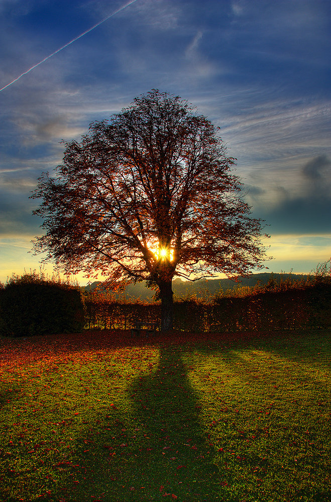 Andere Ansicht vom Baum auf der Ludwigshöhe oder