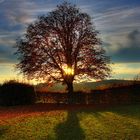 Andere Ansicht vom Baum auf der Ludwigshöhe oder