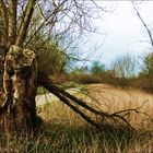 Andere Aufnahme - Die Natur an der Ruhr (1)