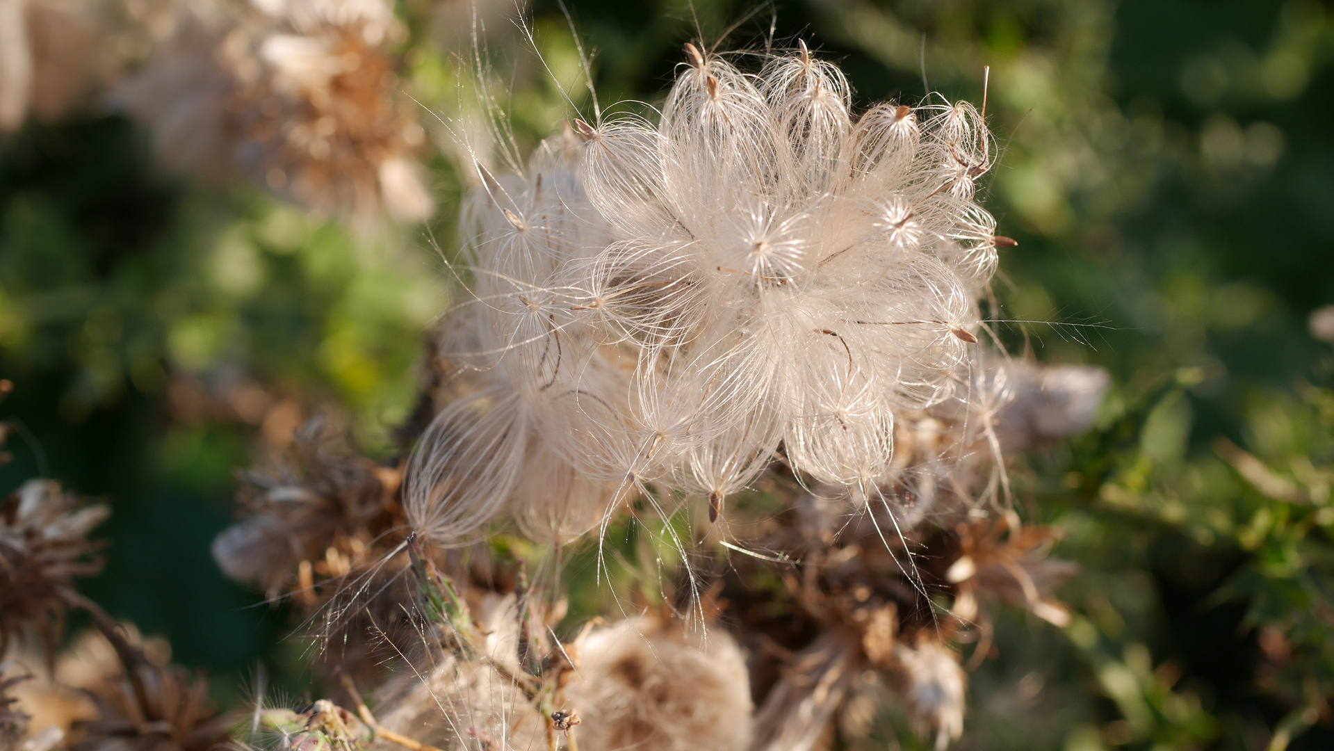 Andere Blüte