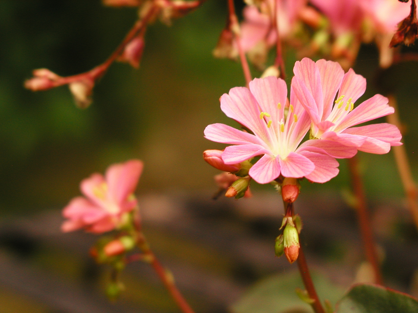 andere Blüte ;D