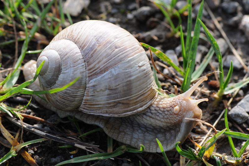 andere essen ... ich fotografiere Weinbergschnecken