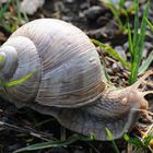 andere essen ... ich fotografiere Weinbergschnecken