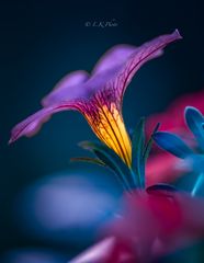 AnDeRe FaRbeN