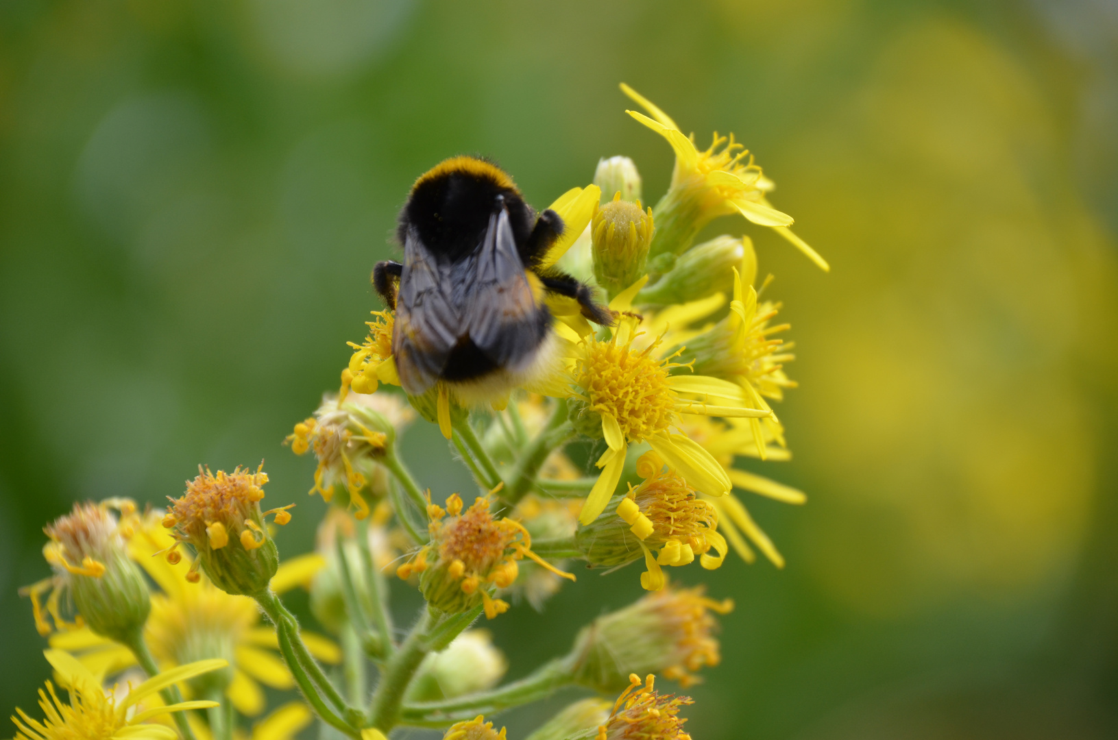 Andere Hummel!