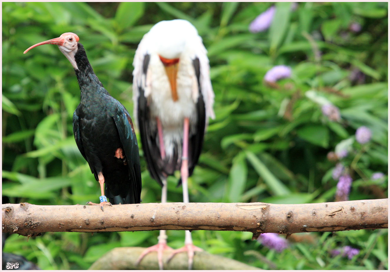 andere Perpektive des unbekannten Vogels im Zoo Köln