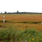 Andere Perspektive - Hammonassett Salt Marsh