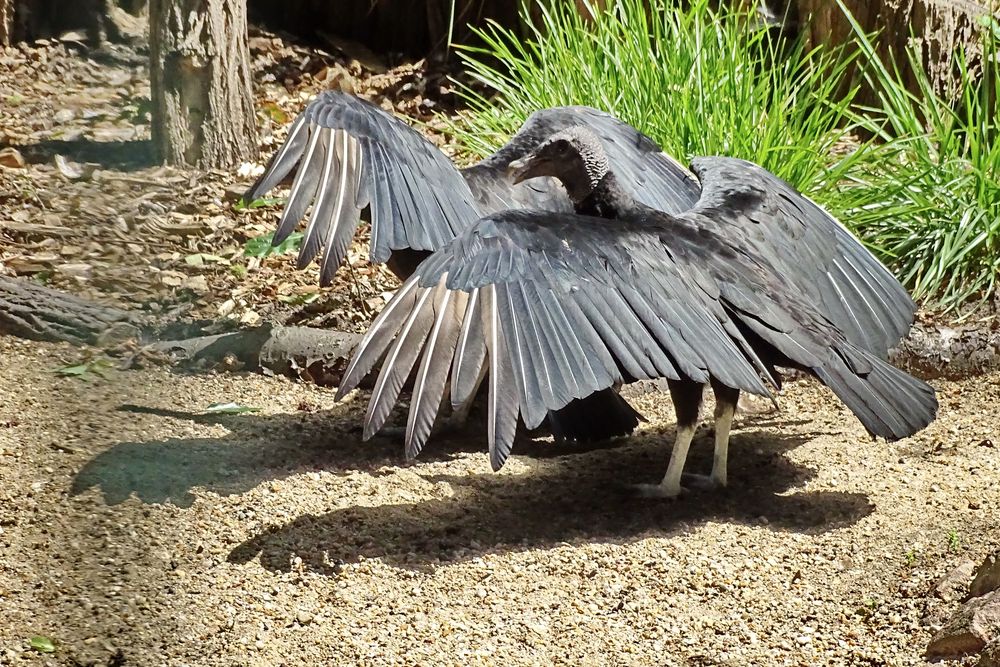 Andere Vögel, andere Sitten ...