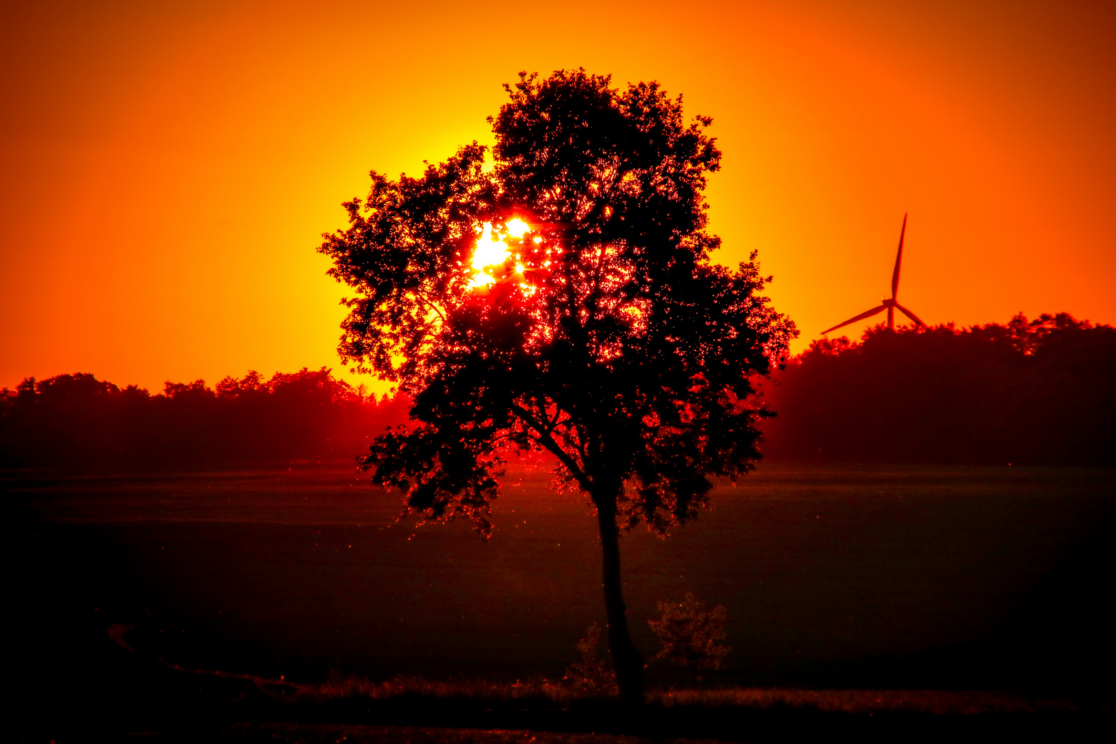 Anderer Baum im Sonnenuntergang