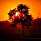 Anderer Baum im Sonnenuntergang