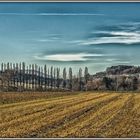 anderer Blick auf die Pappeln zwischen Beuren und Owen