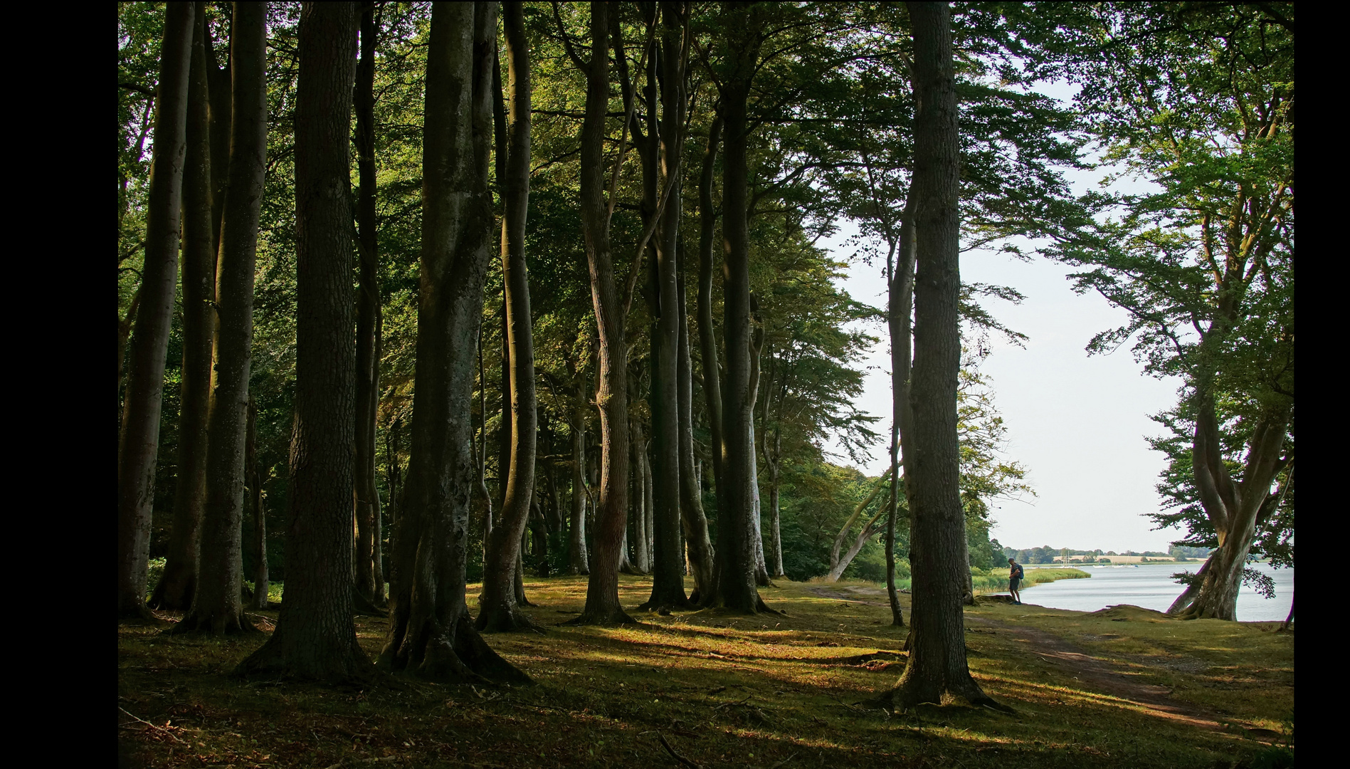 anderer Gespensterwald