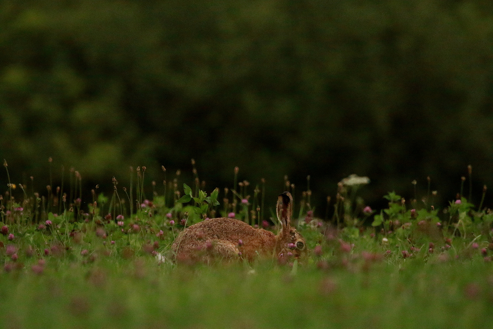 Anderer Hase