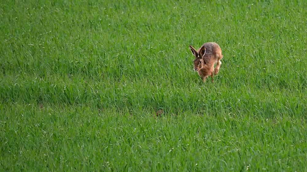 anderer Hase