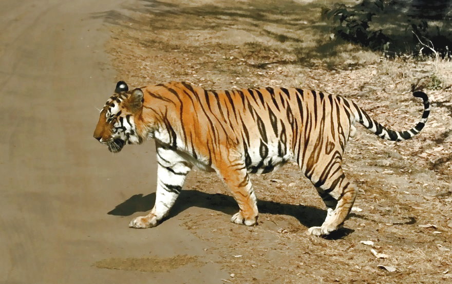 anderer Tiger