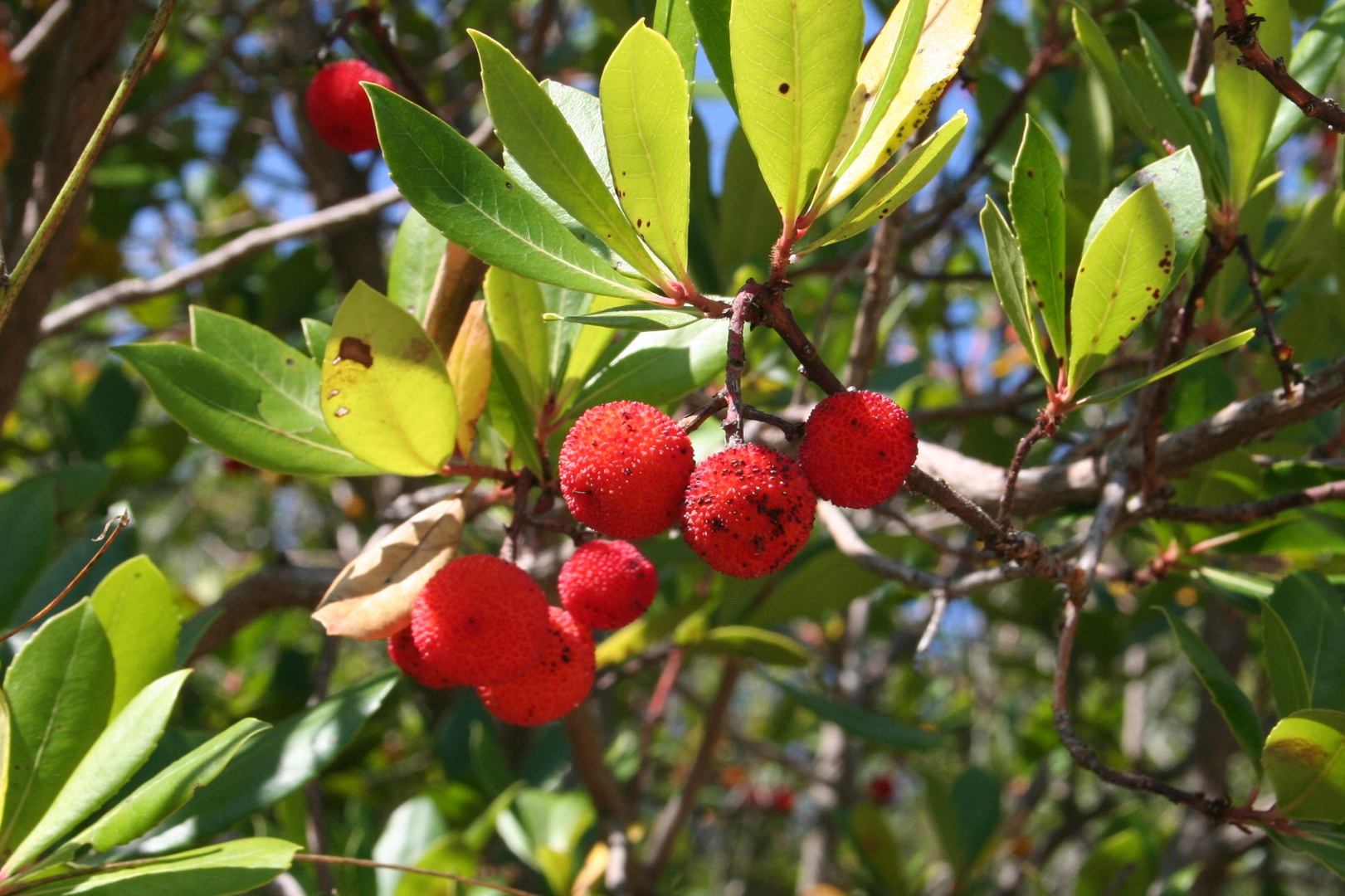 Anderswo Wachsen Die Erdbeeren Am Baum Foto Bild Pflanzen