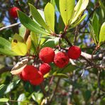 Anderswo wachsen die Erdbeeren am Baum...