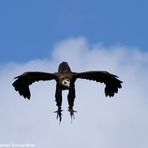 Andes Vulture