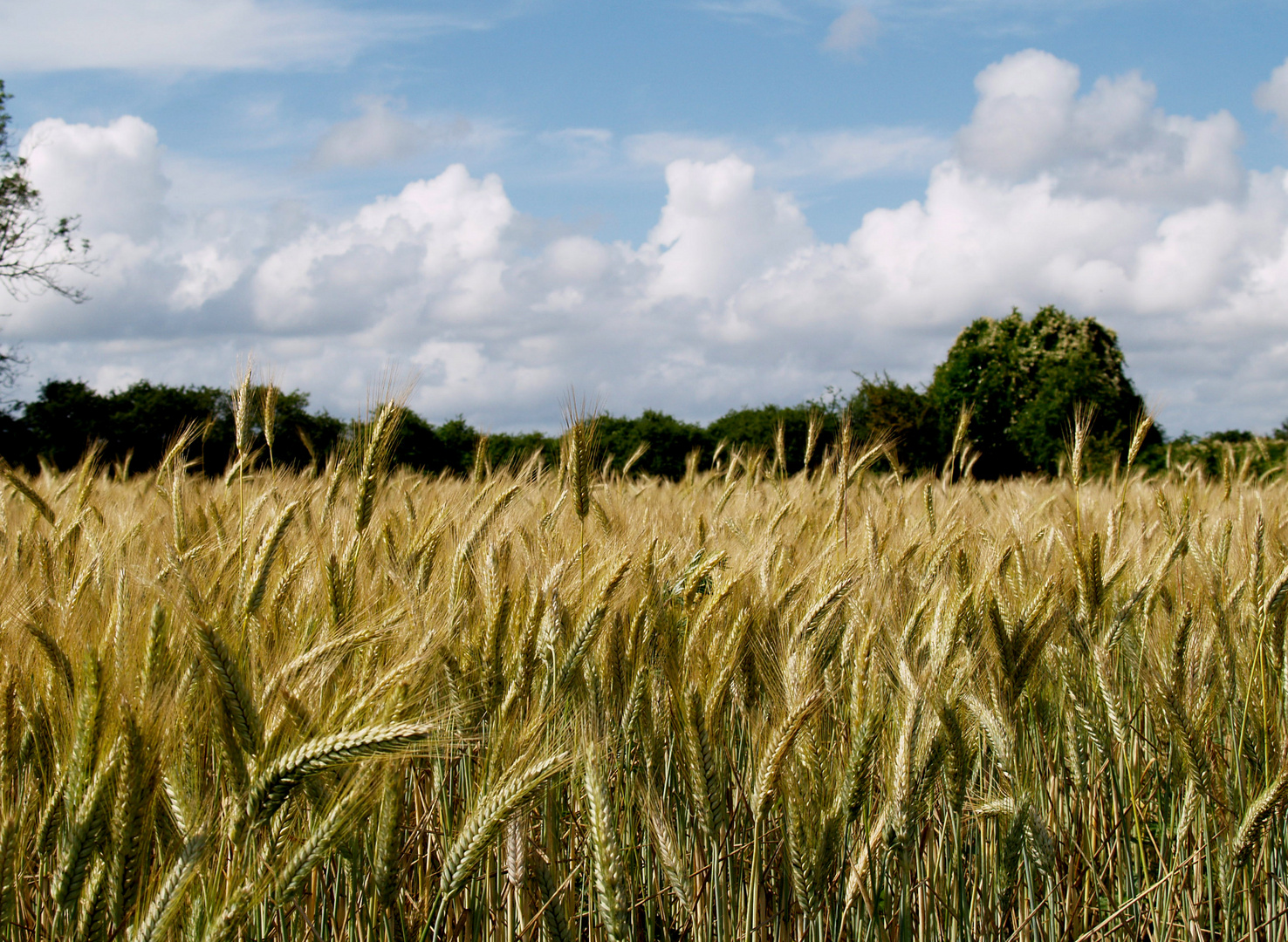 andiamo a mietere il grano