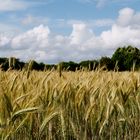 andiamo a mietere il grano