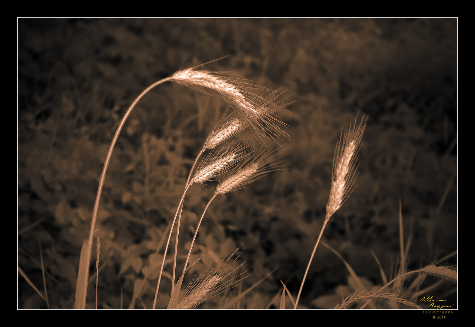 ANDIAMO A MIETERE IL GRANO