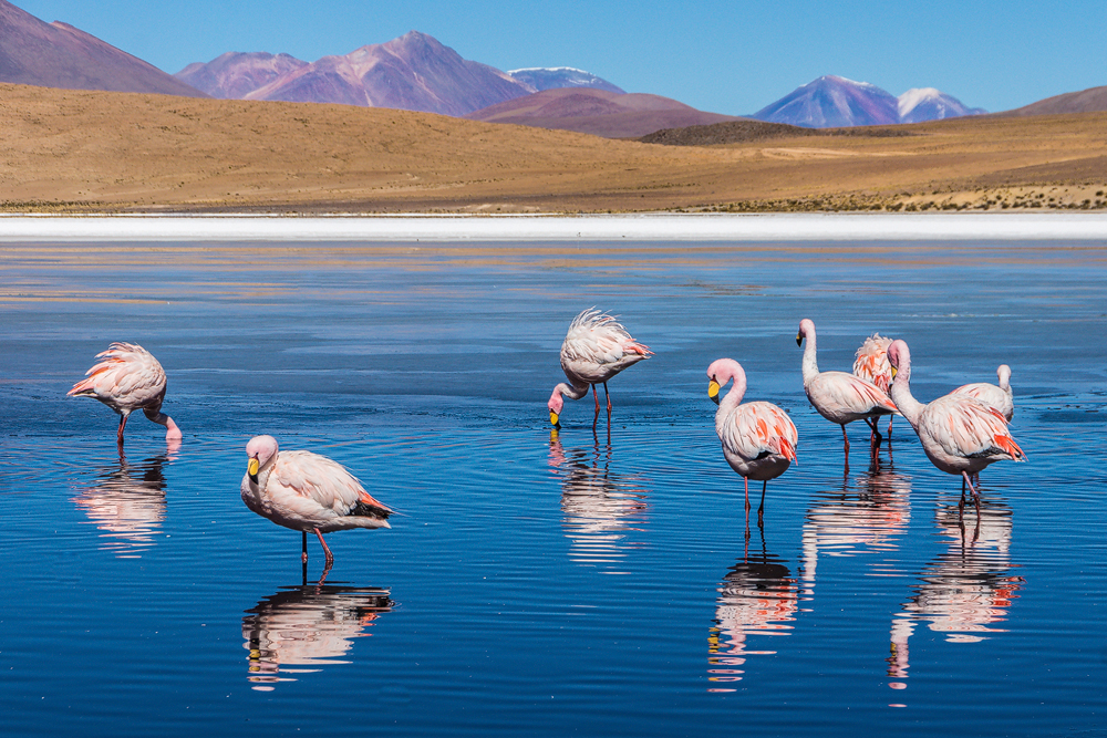 Andinische Flamingos in der Laguna Canapa, Bolivien