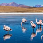 Andinische Flamingos in der Laguna Canapa, Bolivien