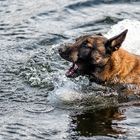 Andor gönnt sich ein Bad im Echtzer See