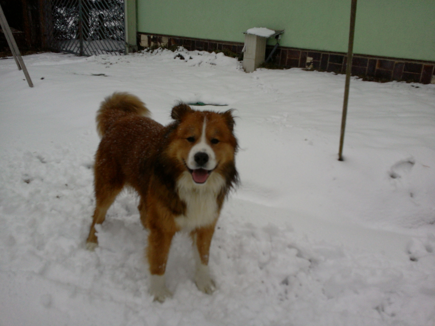 Andor im Schnee