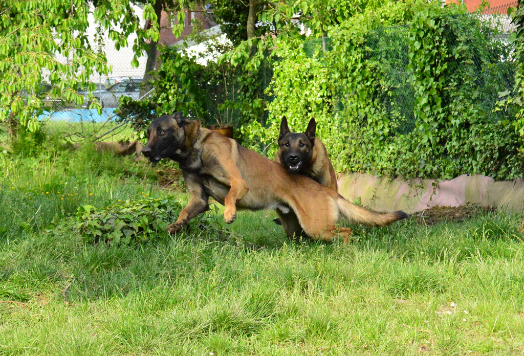 Andor und Chili beim toben im Garten