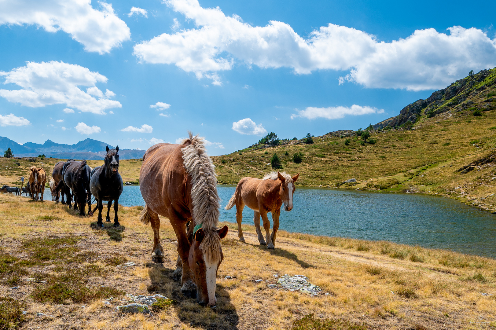 Andorra - Tierische Begegnung in den Pyrenäen