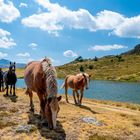 Andorra - Tierische Begegnung in den Pyrenäen