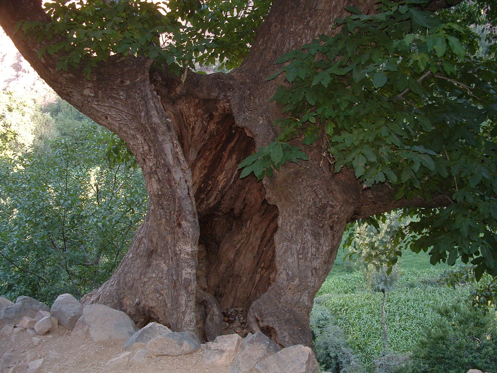 andouz arbre