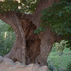 andouz arbre