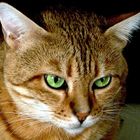 Andra, die Katz mit den unverwechselbaren grünen Augen