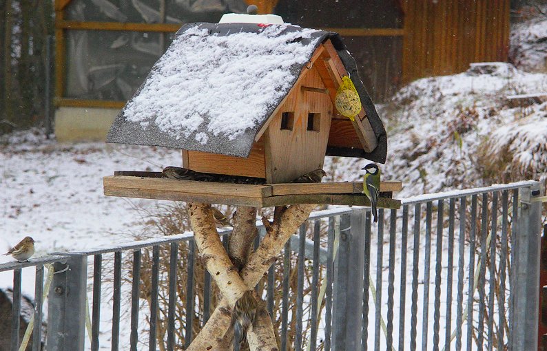 Andrang am Vogelhäuschen