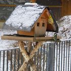 Andrang am Vogelhäuschen