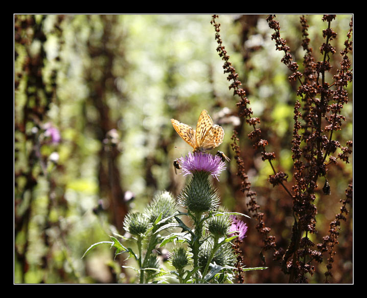 Andrang auf der Distel