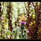 Andrang auf der Distel