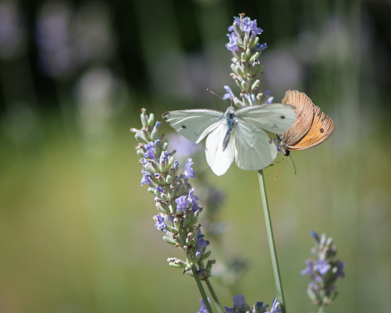 Andrang beim Lavendel 