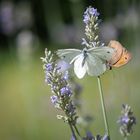 Andrang beim Lavendel