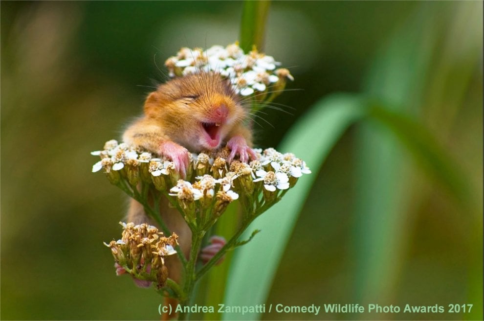 ANDREA ZAMPATTI  Comedy Wildlife Photo Awards 2017