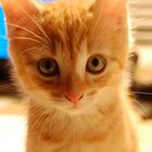 User Profile Photo