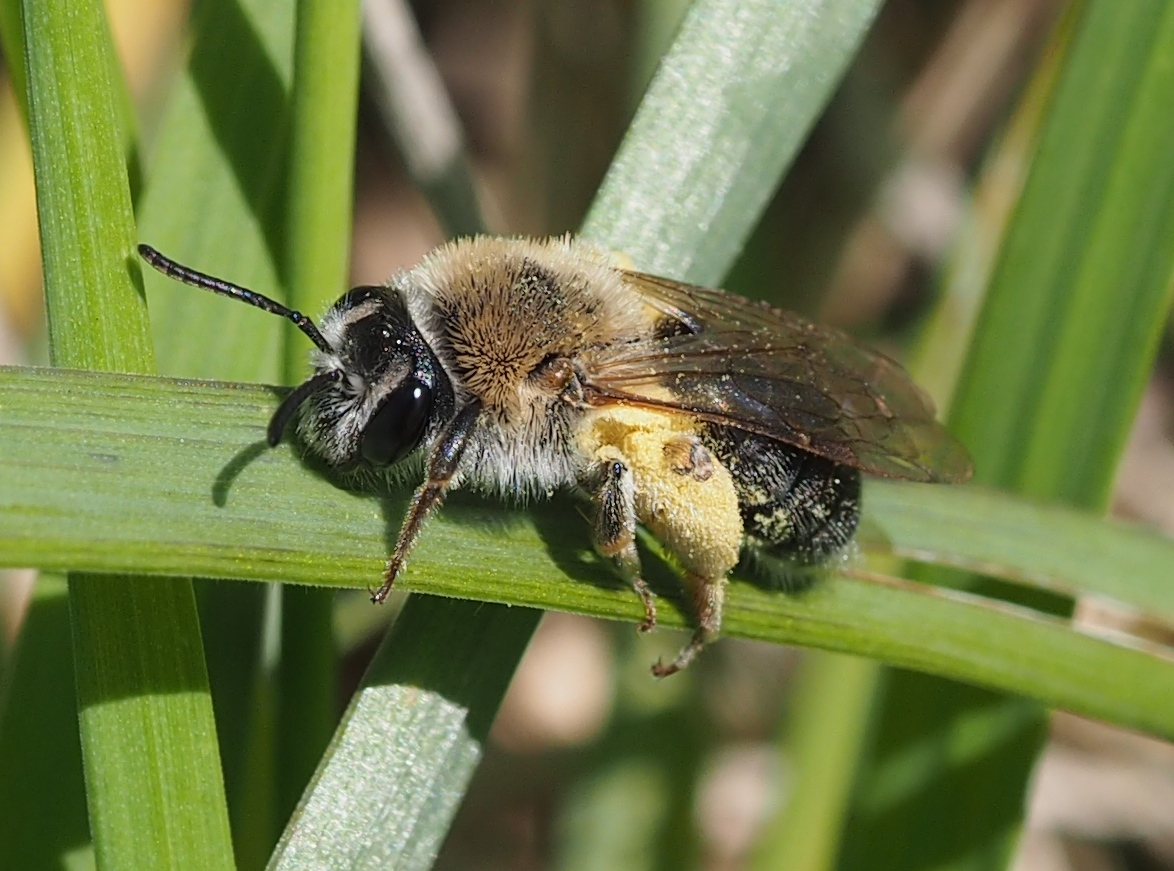 Andrena