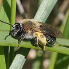 Andrena