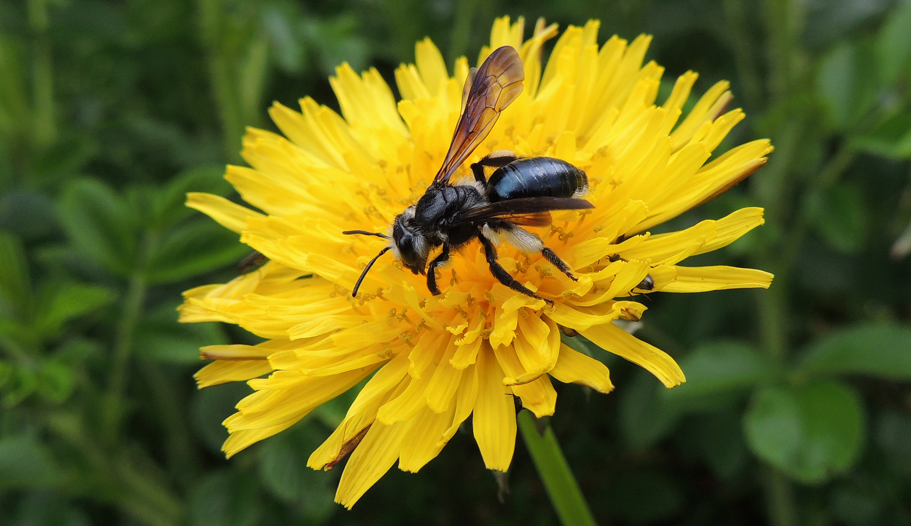 Andrena agilissima