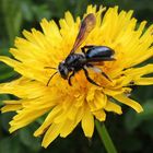 Andrena agilissima