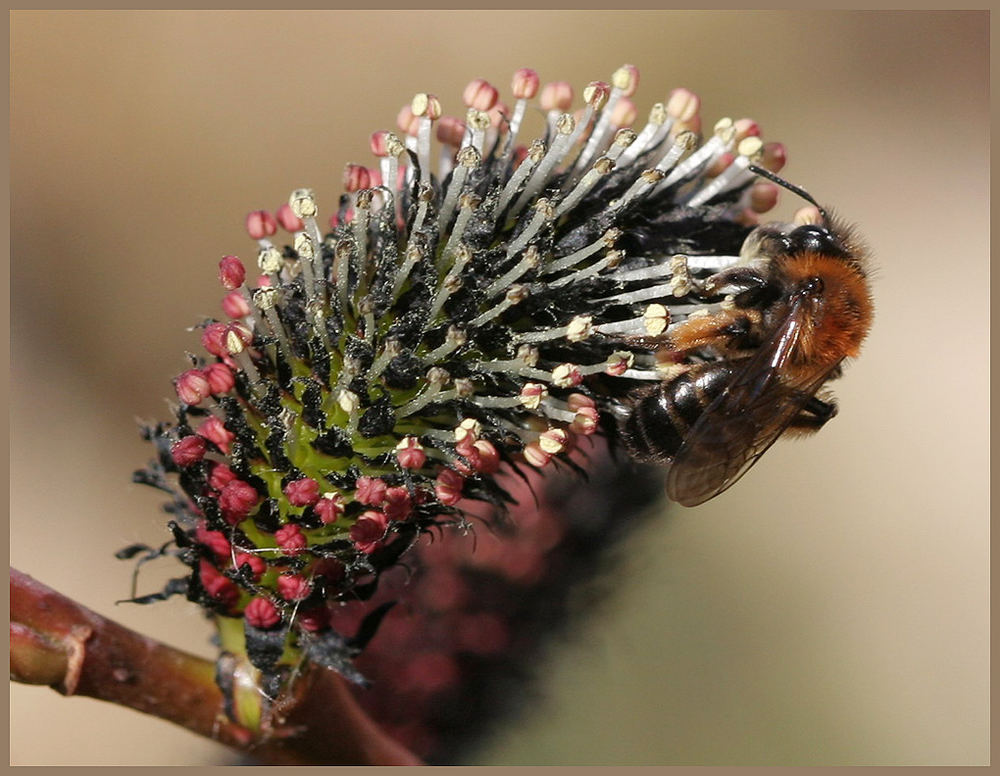 Andrena an Salix melanostachys