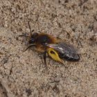 Andrena barbilabris w