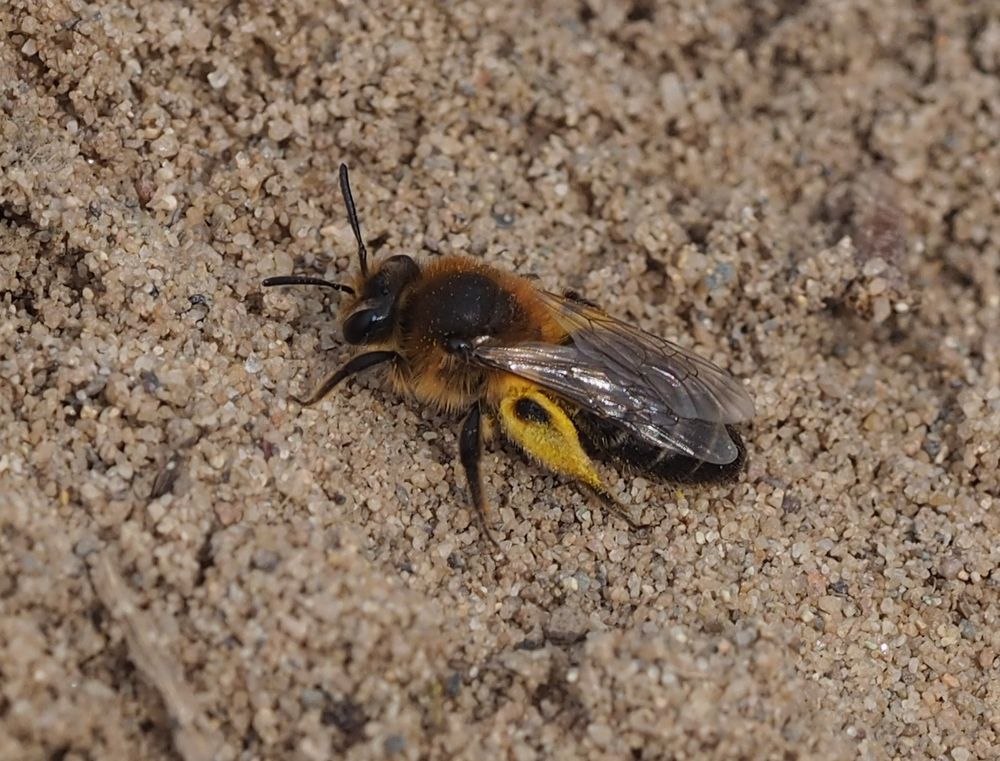 Andrena barbilabris w